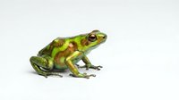 Young green and yellow toad with spotted pattern isolated on white background, suitable for educational materials, wildlife design projects, and nature-themed publications.