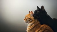 Two domestic cats sitting together, orange tabby and black cat in profile against neutral background for pet photography and animal companionship themes.