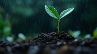 Young green seedling growing from soil during rain shower with water drops falling on leaves, symbolizing new life, growth and environmental care.