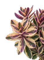 Variegated succulent plant with purple and cream striped petals isolated on white background, suitable for botanical designs, gardening content, and decorative applications.