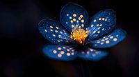 Glowing blue hepatica flower with luminous orange dots on dark background creates magical forest atmosphere. Macro nature photography for fairy tale designs.