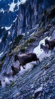 Wild mountain goats climbing steep rocky cliff face with snow patches in dramatic alpine landscape for outdoor adventure and wildlife photography.