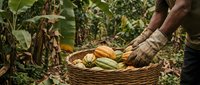 African farmer harvesting fresh corn cobs in wicker basket among green plants. Agricultural worker collecting golden maize crop during harvest season.