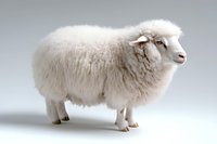 White fluffy sheep with thick wool coat standing in profile view on light background, isolated farm animal for agricultural and wool industry concepts.