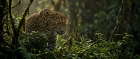 Leopard prowling through dense jungle vegetation in natural habitat, spotted big cat predator in wild rainforest environment for wildlife conservation content.