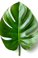 Fresh monstera leaf with water drops isolated on white background, showing natural texture and distinctive splits. Suitable for tropical design projects.
