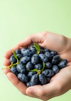 Hands holding fresh blueberries with green stems against pale yellow background. Ripe berries ready for healthy eating, cooking, or nutritional content use.