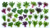 Fresh microgreens and baby salad leaves collection isolated on white background for healthy cooking and gourmet cuisine preparation.