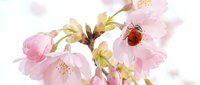 Delicate pink cherry blossoms with stamens and green foliage cluster together, while a red ladybug crawls across petals in soft natural light.