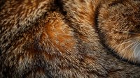 Close up macro shot of brown and gray animal fur texture showing detailed hair strands and natural pattern. Soft fluffy mammal coat background.