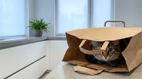 A tabby cat with green eyes peers out from inside a brown paper bag placed on a kitchen counter, with modern white cabinetry and potted plant visible in background.