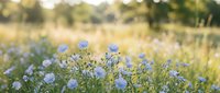 Delicate blue wildflowers blooming in sunny meadow with soft bokeh background creating peaceful natural scene for wellness and botanical content.