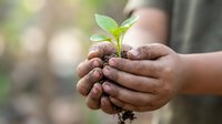 Young child with dark skin tone holding a seedling with soil in cupped hands, symbolizing environmental care and growth for educational and sustainability campaigns.
