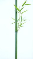 Fresh green bamboo shoot with delicate leaves isolated on white background, suitable for wellness, nature, and botanical design projects.