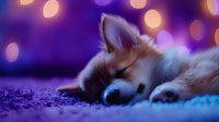 Sleeping Corgi puppy on purple carpet with soft bokeh lights in background creating dreamy atmosphere. Close up view shows peaceful expression and fluffy fur.
