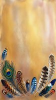 Colorful feathers arrangement on golden textured background with peacock plume and natural bird feathers creating decorative border for bohemian design projects.