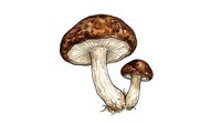 Isolated brown mushrooms with cream-colored stems on white background, suitable for educational materials, botanical illustrations, cooking guides, and design projects.