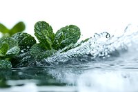 Fresh mint leaves with water droplets and splashing water creating dynamic motion, macro photography.
