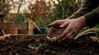 Senior gardener hands planting seeds in rich soil during golden hour light. Organic farming and sustainable agriculture concept for spring gardening projects.