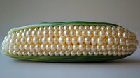 Fresh corn on the cob with yellow and white kernels in green husks on neutral background for cooking and agriculture concepts.