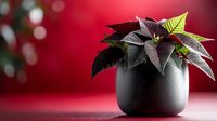 Festive poinsettia plant in black modern pot against red background with bokeh lights, selective focus creates atmospheric holiday mood.