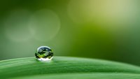 Single water droplet on green leaf surface with soft bokeh background for nature and environmental concepts.