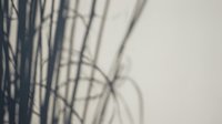 Artistic shadow of tropical palm leaves cast on neutral beige wall creating natural organic patterns for modern interior design and botanical decor.
