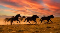 Wild horses galloping across golden prairie at dramatic sunset with vibrant orange and pink clouds in expansive western landscape.