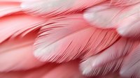 Delicate pink feathers in soft focus create gentle curves and textures, displaying natural patterns and light gradients in coral and blush tones. Suitable for wellness and spa designs.