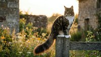 Fluffy tabby cat perched on a wooden fence post at golden sunset, surrounded by wildflowers and rustic stone buildings in soft bokeh.