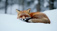 Red fox sleeping peacefully curled up in fresh white snow during winter, with soft bokeh background creating dreamy natural wildlife scene.