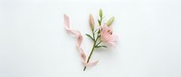 Pink lily flower with delicate buds and soft satin ribbon on white background, elegant floral arrangement for wedding or greeting card design.