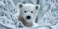 Adorable polar bear cub portrait in snowy winter forest with frost-covered branches for wildlife and nature projects.
