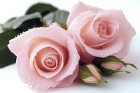 Delicate pink roses with water droplets on soft petals, accompanied by fresh green leaves and unopened buds against white background, creating romantic mood.