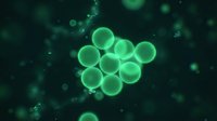 Green cellular structures floating in dark space with glowing bokeh effects for medical and scientific presentations.