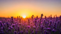 Lavender field at golden hour sunset with purple flowers blooming in foreground and warm orange sky background creating peaceful countryside atmosphere.