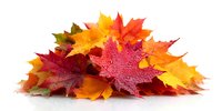 Vibrant autumn maple leaves in red, orange, and yellow hues arranged in a colorful pile on white background, isolated for seasonal designs.