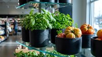 Fresh herbs and organic vegetables displayed in modern black containers on kitchen counter for healthy cooking and sustainable living.