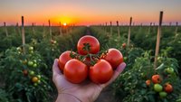 Fresh ripe tomatoes held in farmer hand at sunset in agricultural field. Organic farming harvest concept for healthy food production and sustainable agriculture.