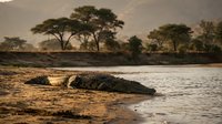 Large crocodile resting on muddy riverbank during golden hour with acacia trees in background. Wildlife photography capturing predator in natural habitat.