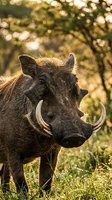 Wild warthog with prominent tusks standing in golden sunlight among trees and grass in natural African savanna habitat during warm evening hours.