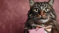 Adorable tabby cat wearing striped bow tie against pink background, perfect for pet photography, greeting cards, and animal-themed designs.
