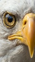 Extreme close-up of bald eagle head featuring piercing golden eye, white feathers, and sharp yellow beak. Wildlife portrait for nature, conservation, and educational content.