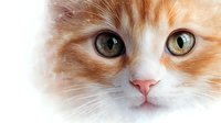 Orange tabby kitten face with bright green eyes and pink nose on white background, adorable domestic cat portrait for pet care and animal lover designs.