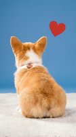 Adorable orange and white corgi puppy sitting with back turned against blue background with red heart symbol for Valentine's Day and pet love concepts.