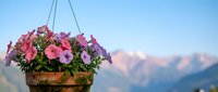 Hanging flower basket with colorful petunias against mountain landscape background. Garden decoration for outdoor spaces and balcony design projects.