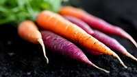 Fresh orange and purple organic carrots with roots lying on dark soil, macro shot showing natural texture and vibrant colors of farm vegetables.