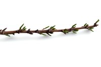 Brown tree branch with fresh green spring buds isolated on white background. Natural botanical element for seasonal design and nature concepts.