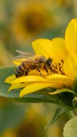 Honeybee collecting nectar from bright yellow sunflower bloom in natural garden setting with soft bokeh background for pollination and nature concepts.