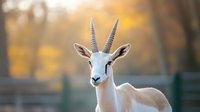 Arabian oryx with distinctive straight horns against blurred autumn background, showcasing wildlife in natural habitat during golden hour.
